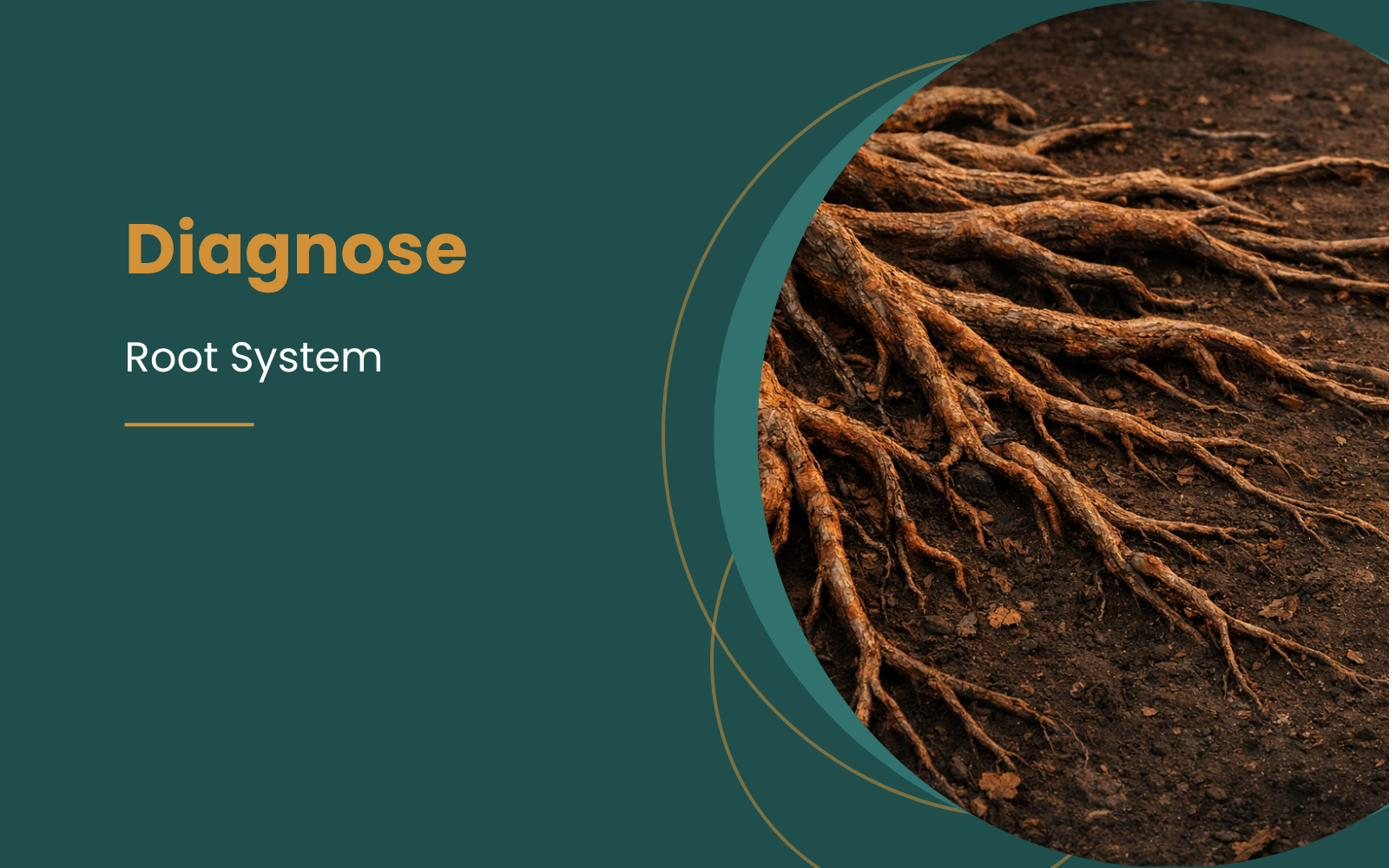 Tree roots spreading through dark soil, illustrating the Diagnose stage
