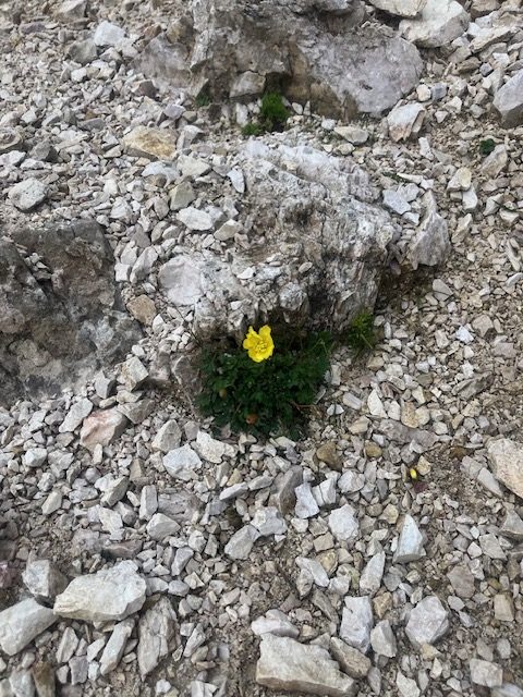 A single yellow alpine flower growing through loose stones and moss